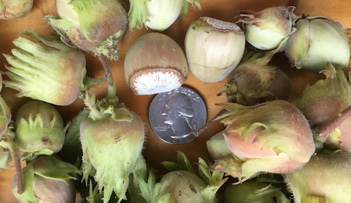 How to stratify nuts in your refrigerator and then sprout your seeds.