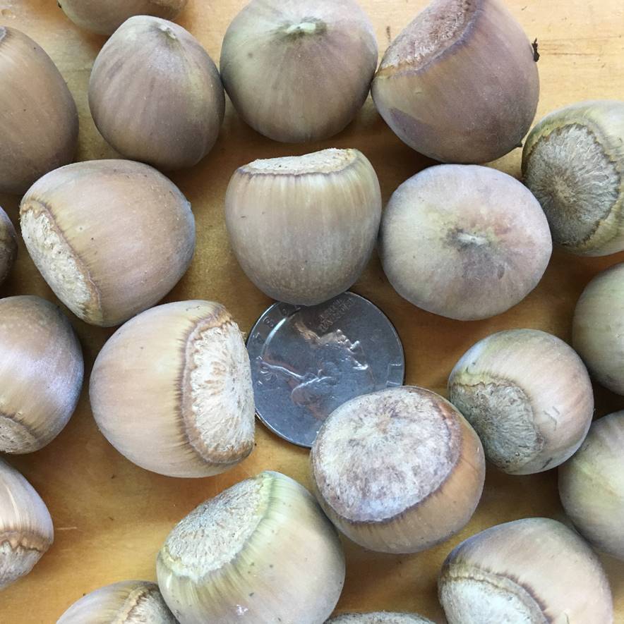 NITKA Cultivar information Z's Nutty Ridge LLC