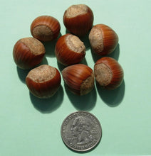 Grand Traverse Hazelnut Cultivar - 1 year old, bare root