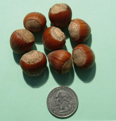 Grand Traverse Hazelnut Cultivar - 2 year old, bare root