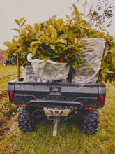 Chestnut Missouri HARC LWS - American hybrids - 2 yr. old seedlings - Bare Root- Fall Ship