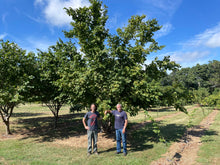 The Beast Hazelnut Cultivar 2 Yr Old - Bare root