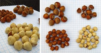 Monmouth Hazelnut Cultivar - Bare Root
