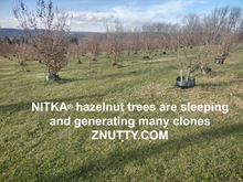 NITKA® Hazel Layer(cultivar) - A great hazelnut for cold hardy regions of North America. Limit 3 trees per household.
