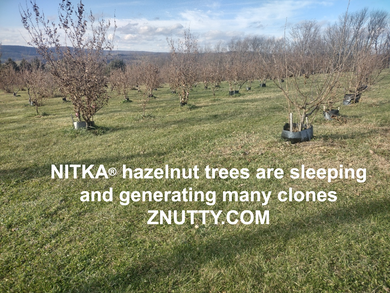 NITKA® Hazel Layer(cultivar) - A great hazelnut for cold hardy regions of North America. Limit 3 trees per household.