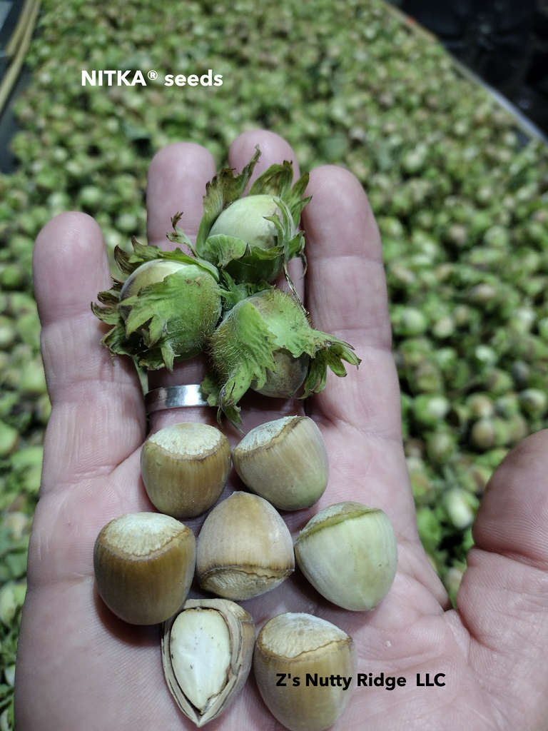 英麻呂T. ionantha 'Nizanda' と'Hazel Nut' Ionantha Hazelnut