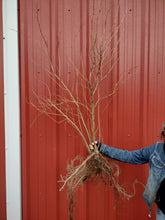 "FingerLakes Abundant" 3 year old Hazel Seedling - bare root- Pick up only - too large! End of season sale, Buy 50 for $11 ea.!