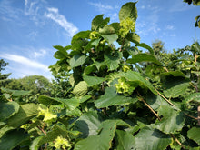 Cultivar Hazel Seedling  - Bare root