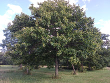 ZCC chestnut mid-summer at Z's Nutty Ridge