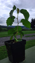 Grand Traverse Hazelnut Cultivar - 1 year old, bare root