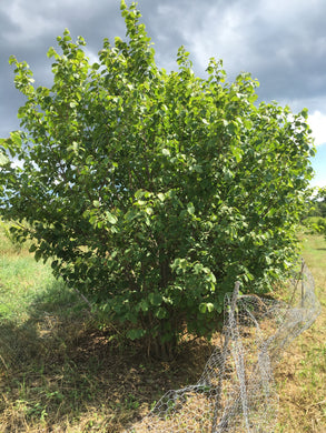 Geneva Hazel Cultivar - 1 year old - Bare Root- Spring Ship