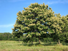 ZCC chestnut that will produce thousands of nuts in  2022'