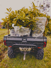 Chestnut Missouri HARC LWS seedlings - American hybrids - Bare Root- Spring Ship