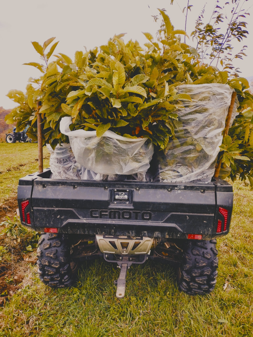 Chestnut Missouri HARC LWS seedlings - American hybrids - Bare Root