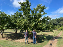 The Beast Hazelnut Cultivar - Bare root