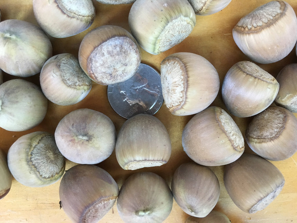 Cortland Hazel Seedling - Bare root – Z's Nutty Ridge LLC