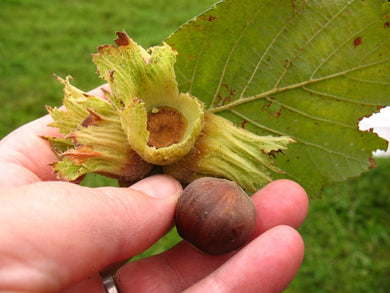 The Beast Hazelnut Cultivar - Bare root - Spring ship End of season discounts on 25 packs.