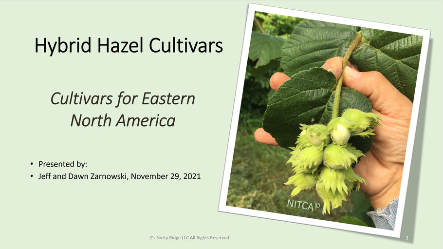 Coming Hybrid Hazelnut Cultivars and pollen compatibility
