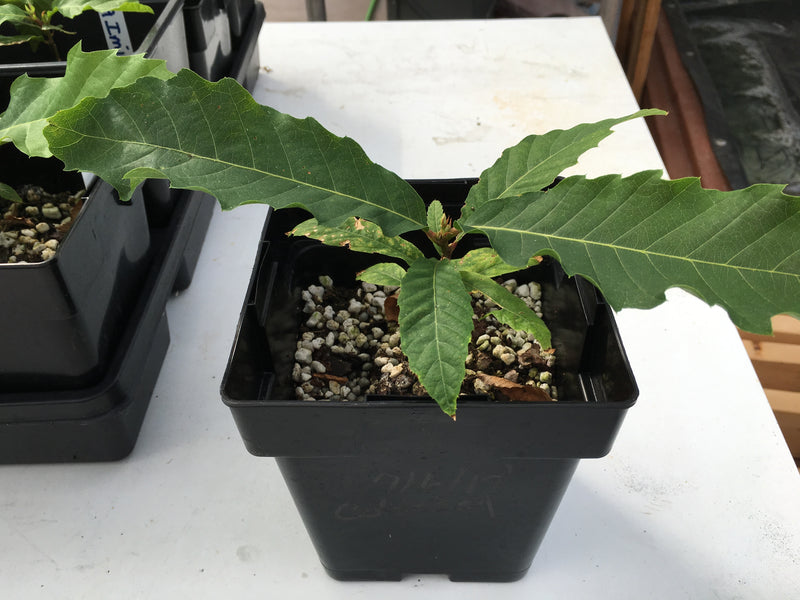 Tissue Cultured Colossal Chestnut Trees for sale for the first time ever.