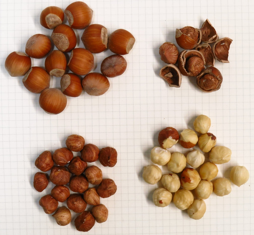 Raritan Hazelnut Cultivar - 1 year, Bare root – Z's Nutty Ridge LLC