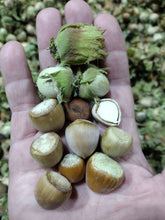 Hazelnut Seeds - Start your own orchard