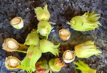 Hazelnut Seeds - Start your own orchard