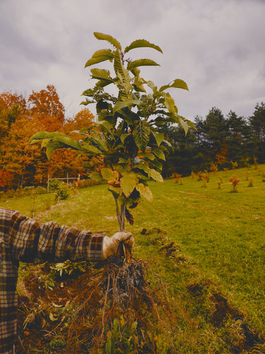 Chestnut Missouri HARC PQK seedlings - Bare root - Fall Ship