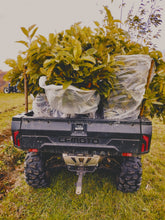 Chestnut Missouri HARC LWS - American hybrids - 2 yr. old seedlings - Bare Root- Spring Ship