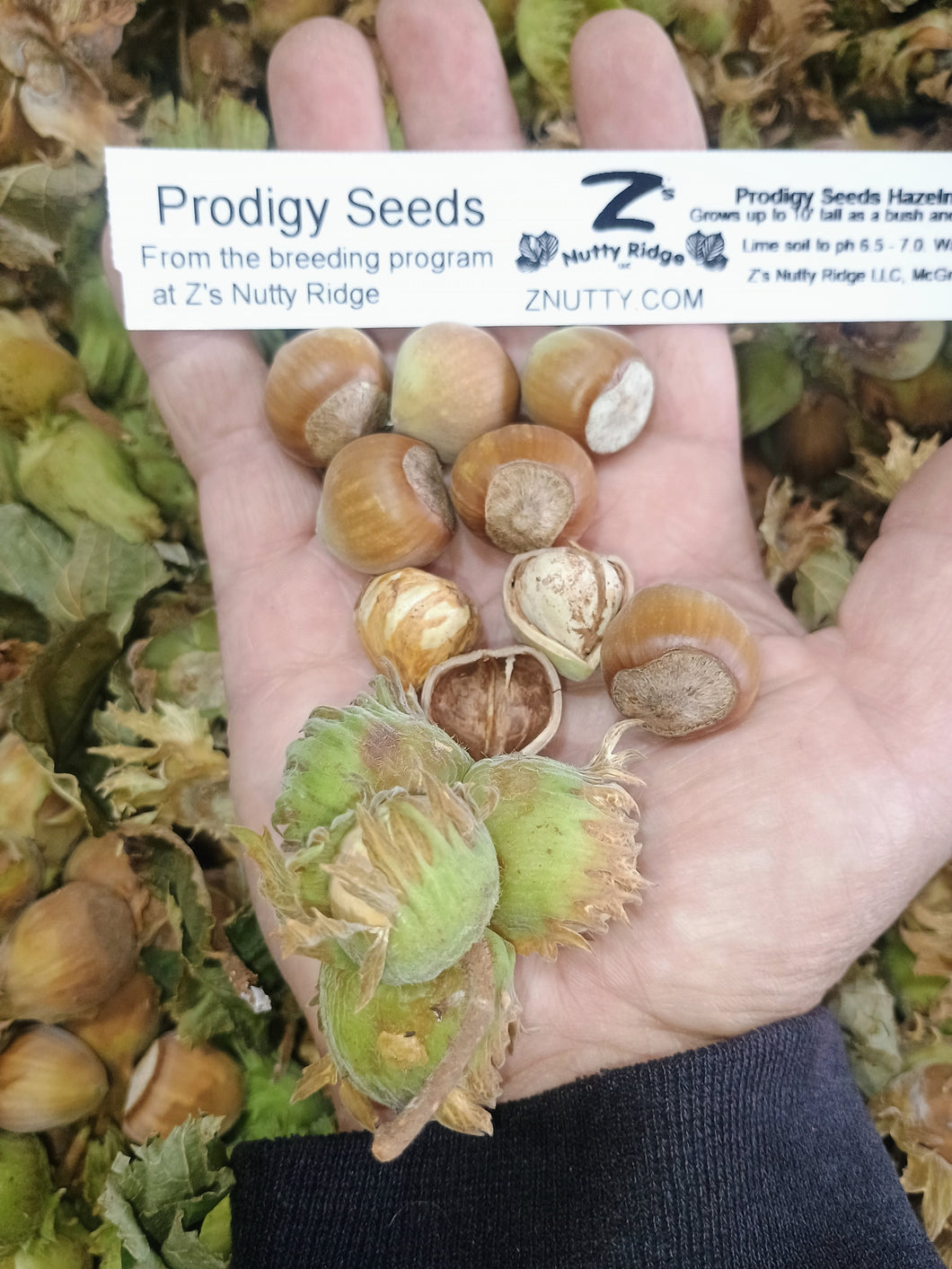 planting hazelnut seeds Hazelnut Seeds