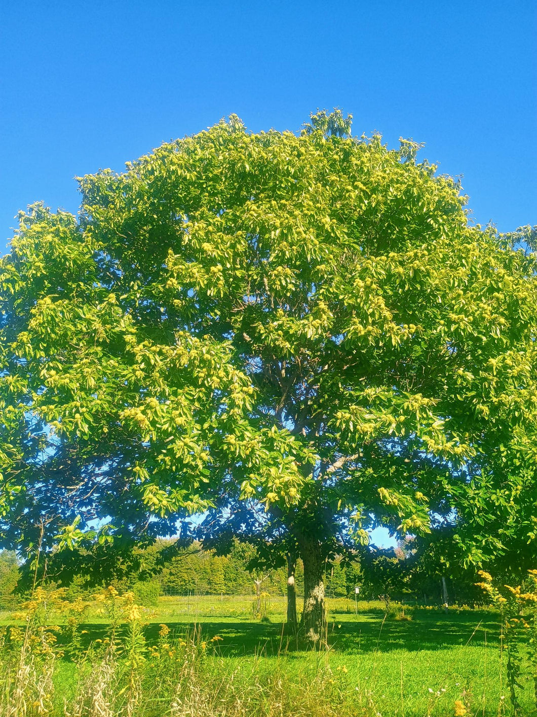 Chestnut (ZCC) seeds - Sweet Hardy Chinese chestnut
