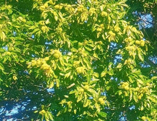 Zoomed image of a ZCC chestnut tree at Z's Nutty Ridge, Cortland NY, that is loaded with chestnut burs