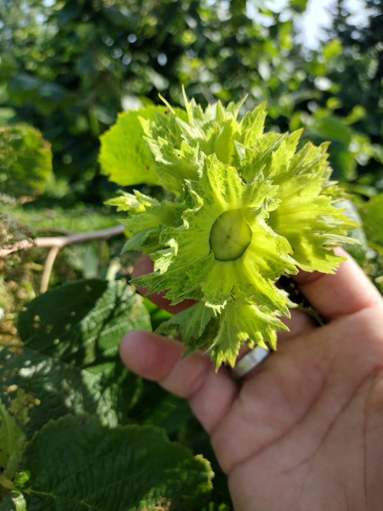 Cultivar Hazel Seedling - Bare root – Z's Nutty Ridge LLC