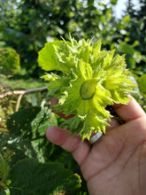 Cultivar Hazel Seedling  - Bare root- Fall ship