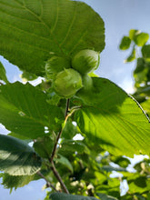 Cultivar Hazel Seedling  - Bare root- Fall ship