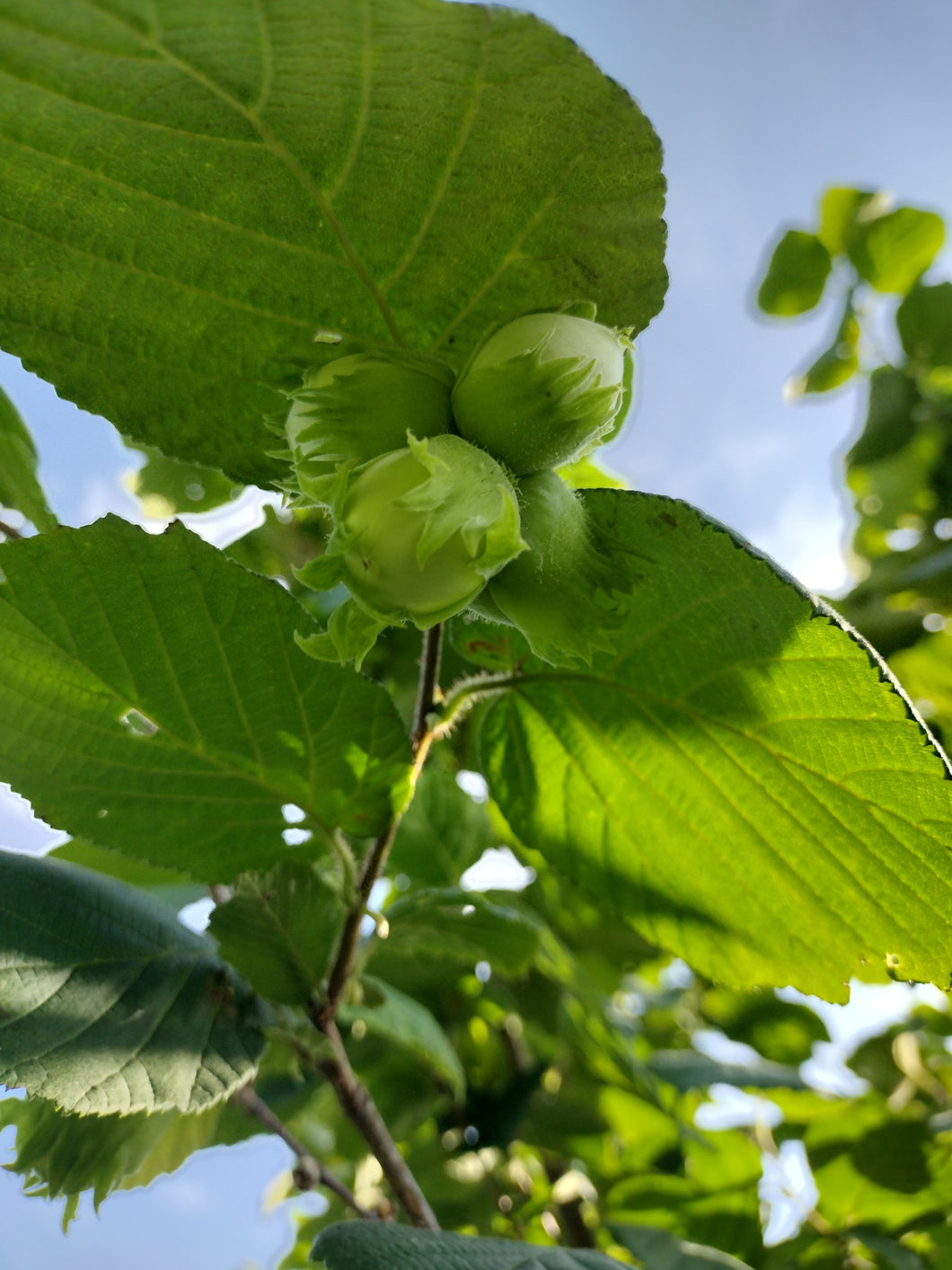 Cultivar Hazel Seedling 2 Yr - Bare root – Z's Nutty Ridge LLC