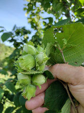 Cultivar Hazel Seedling  - Bare root- Fall ship