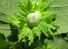 Raritan Hazelnut Cultivar - 1 year, Bare root