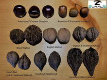 Heartnut Hybrid Seedling - Bare Root - Fall Ship