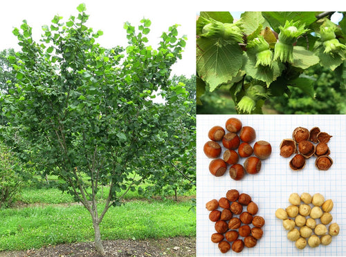 Hunterdon Hazelnut Cultivar - Bare Root- Fall ship