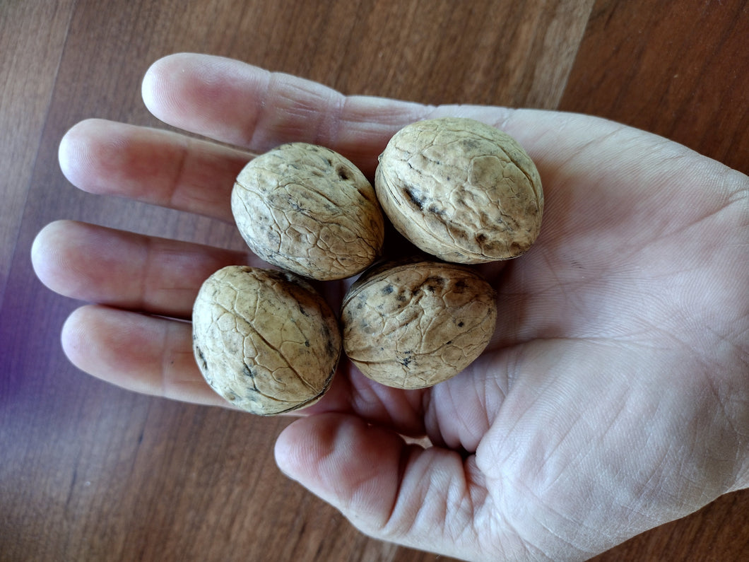 Hardy English Walnut (Juglans regia) Seedling - Bare root - Fall Ship
