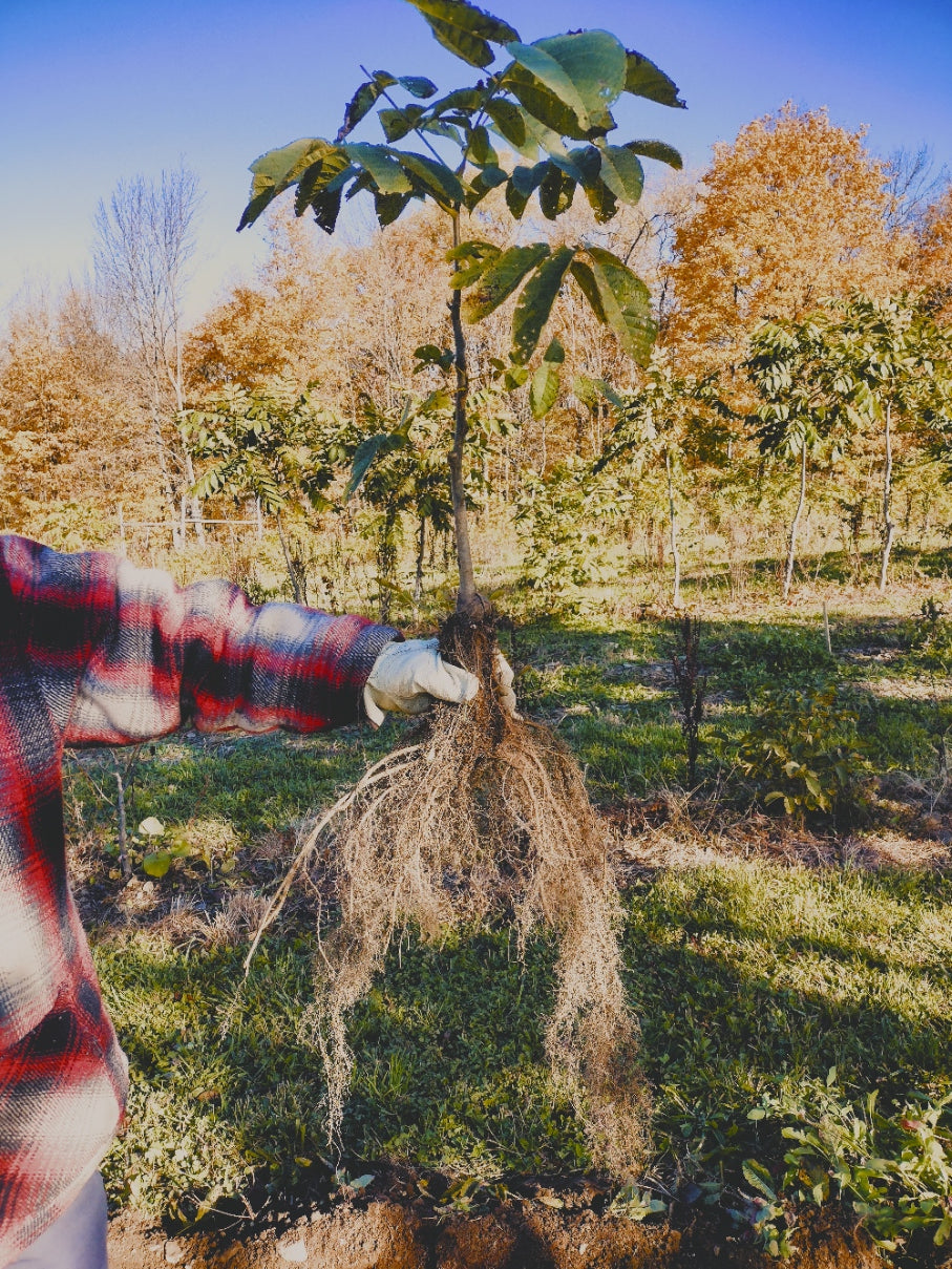 planting english walnuts from seed Hardy English Walnut (Juglans regia) Moberg Seedling 2 yr. old