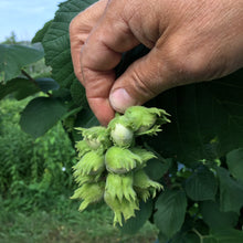 NITKA Hazel Layer(cultivar) - The best hazelnut for cold hardy regions of North America. Limit 3 trees per household.