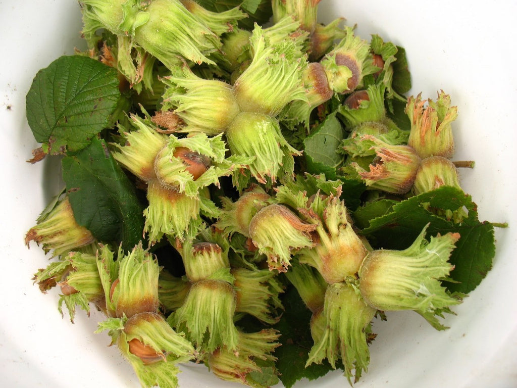 The Beast Hazelnut Cultivar - Bare root – Z's Nutty Ridge LLC