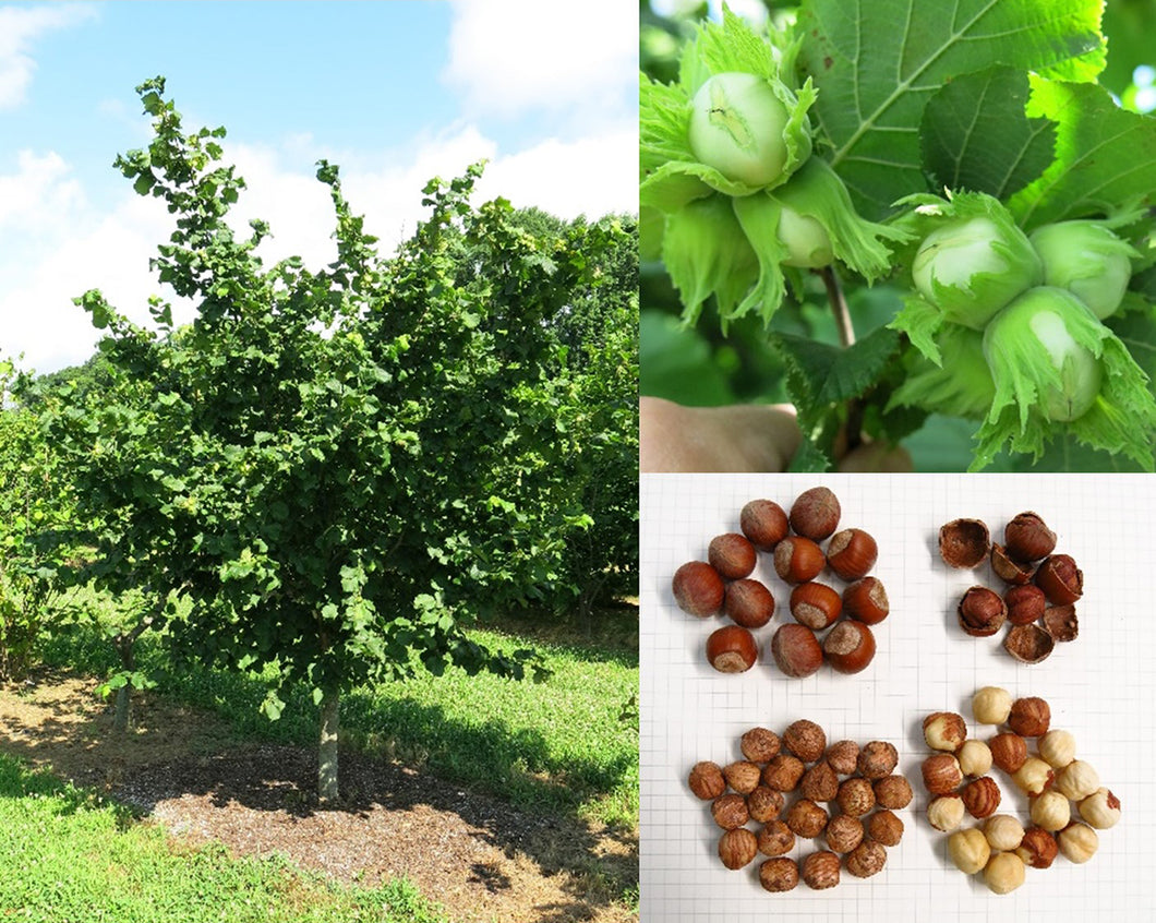 Somerset Hazelnut Cultivar - Bare Root- Fall ship